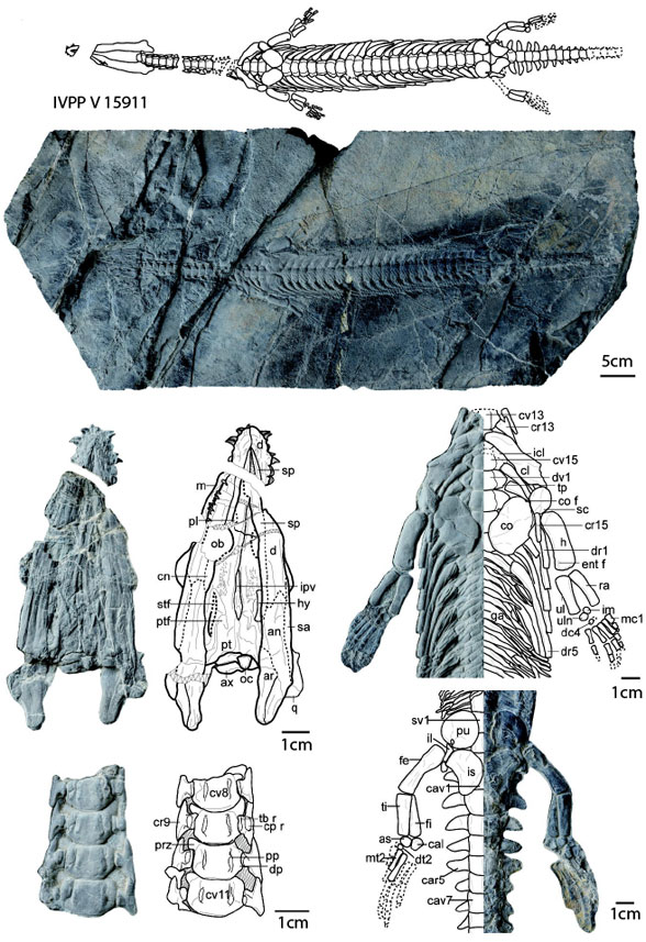 Hanosaurus referred specimen IVPP V 15911