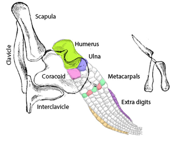 Ichthyosaurus pectoral girdle