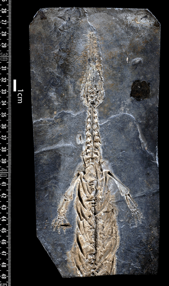 Mesosaurus holotype