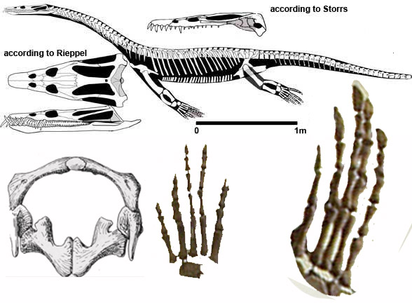 nothosaurus skull