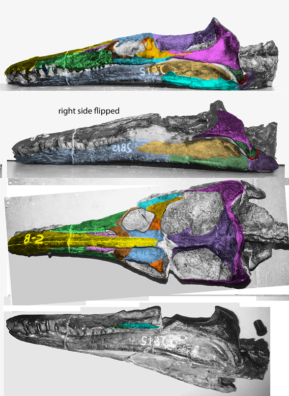 Plesiopleurodon skull
