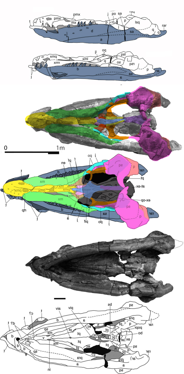 Sachicasaurus skull