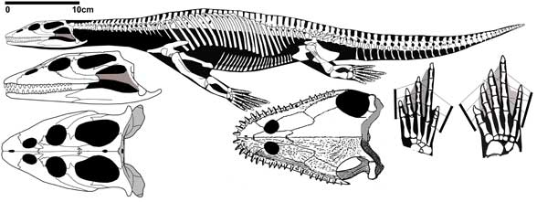 Simosaurus