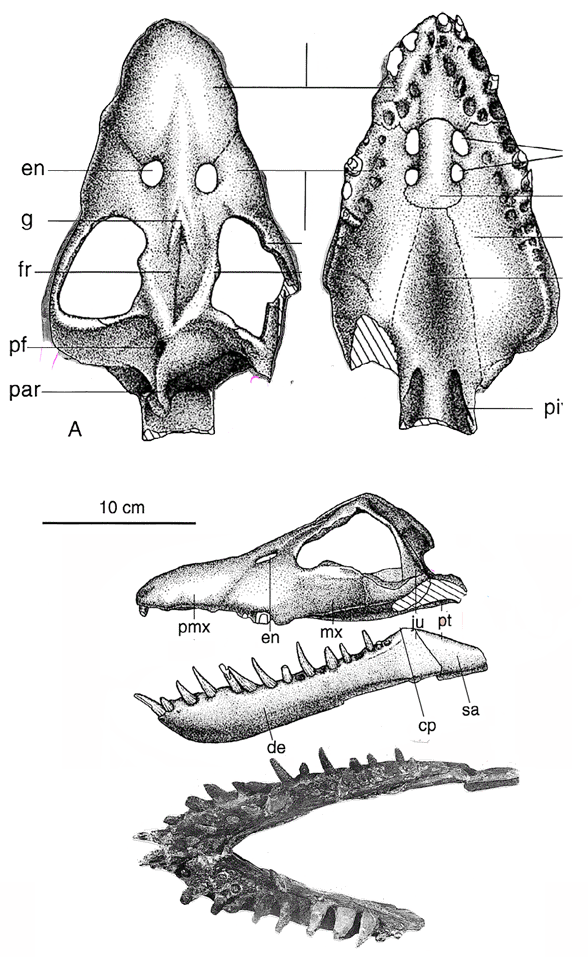 Vinialesaurus