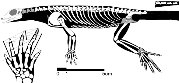 Adelosaurus
