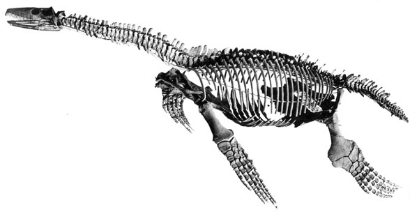 Cryptoclidus skeleton