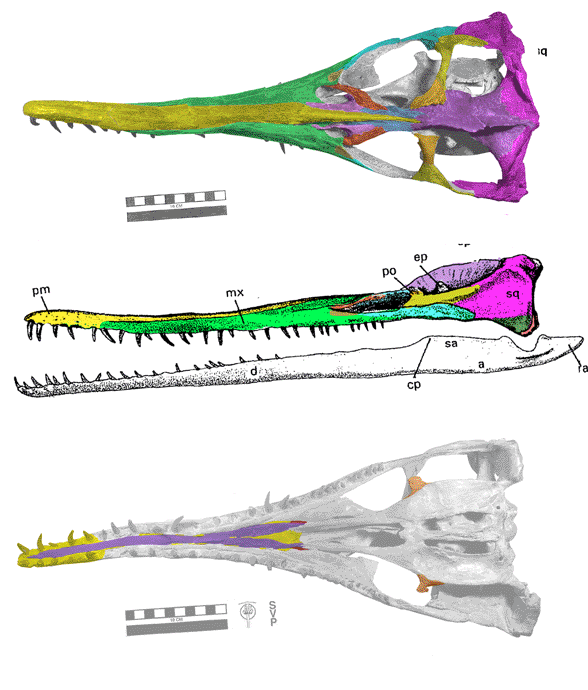 Dolichorhynchops skull