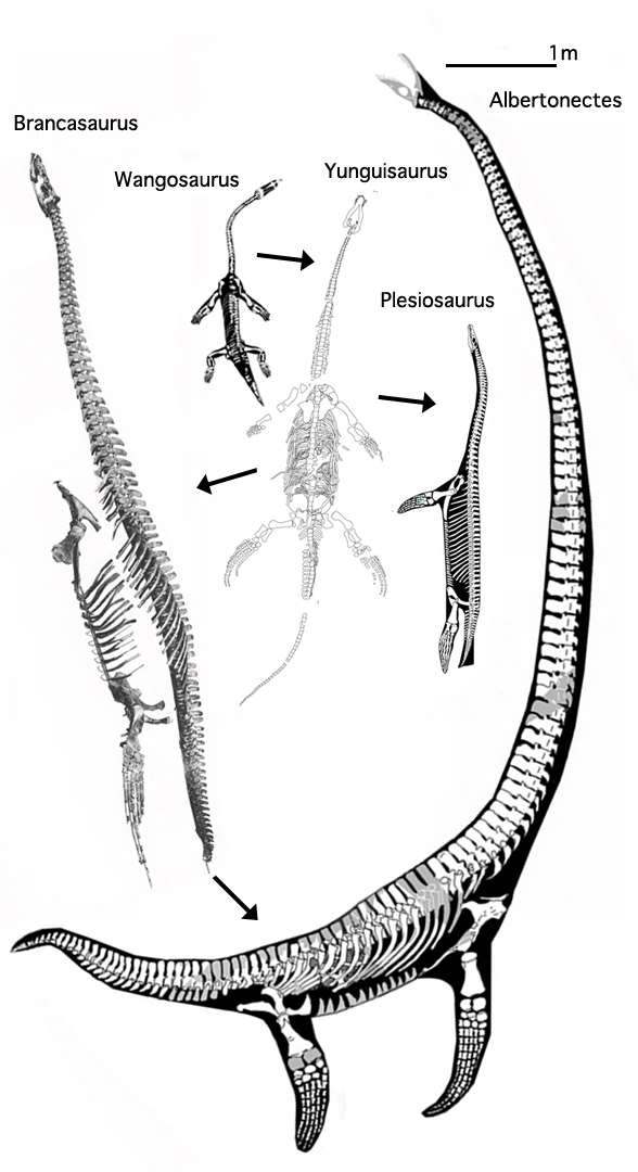 Elasmosaurid origins