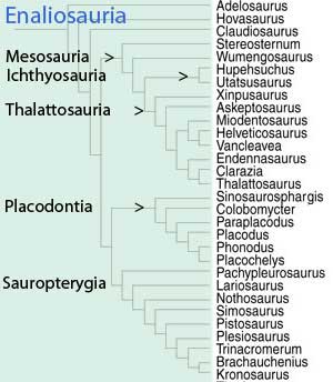 Enaliosauria family tree