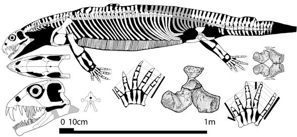 Helveticosaurus