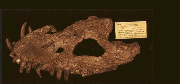Hydrotherosaurus skull