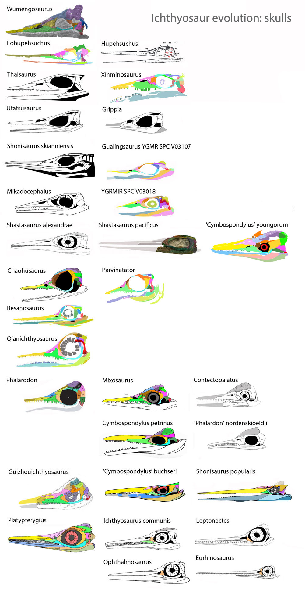 Ichthyosaur skulls in phylogenetic order