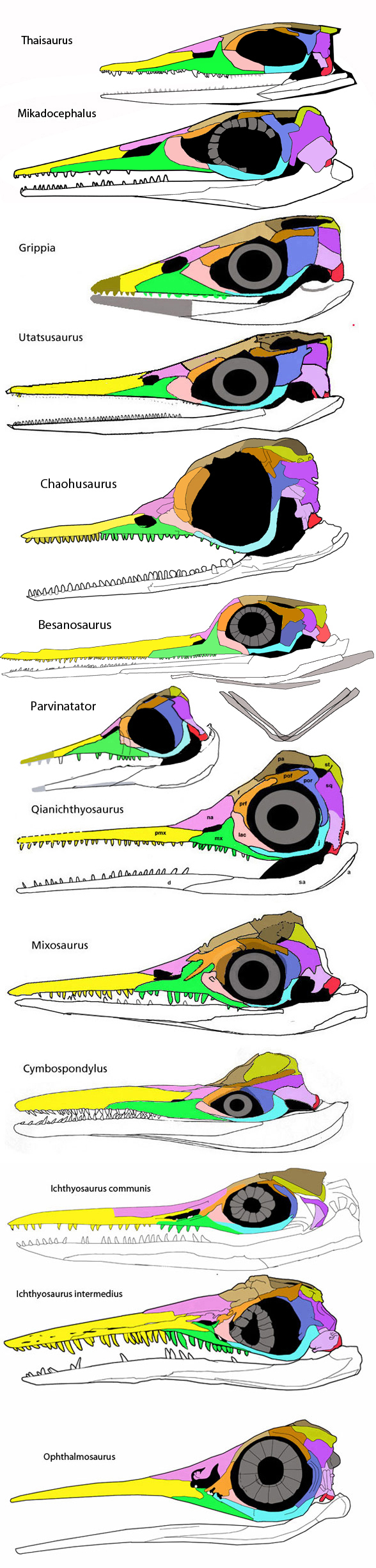 ichthyosaur skulls