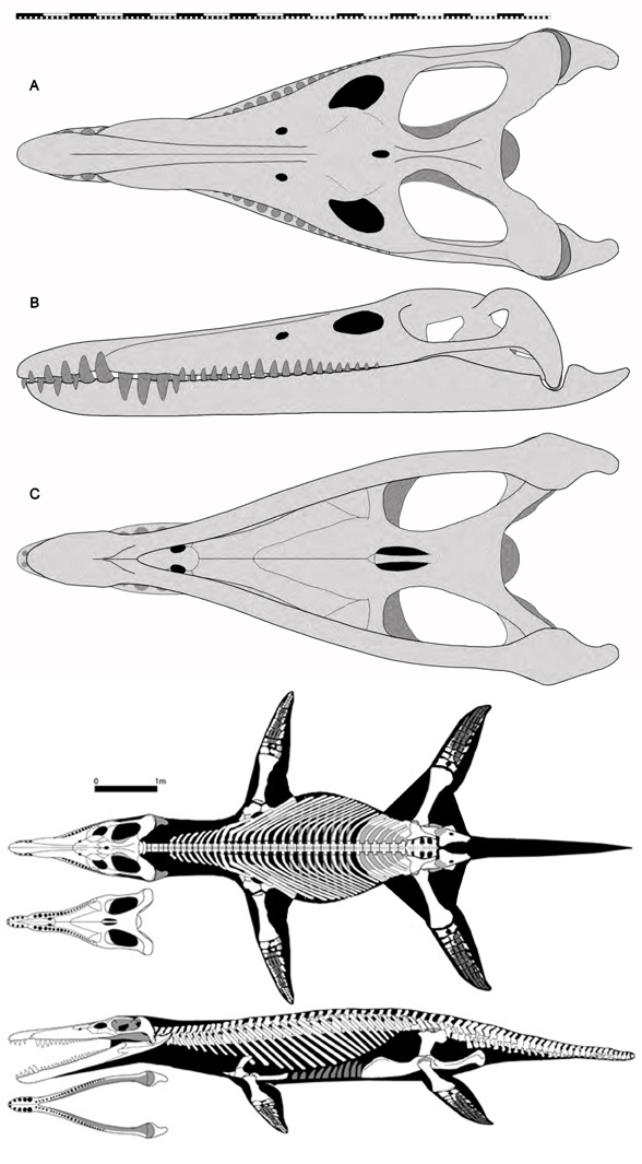 http://reptileevolution.com/images/archosauromorpha/diapsida/enaliosauria/kronosaurus588.jpg