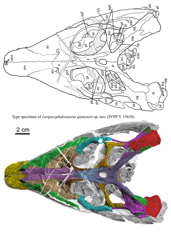Largocephalosaurus skull