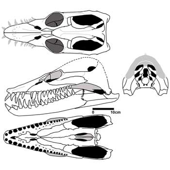 Libonectes skull