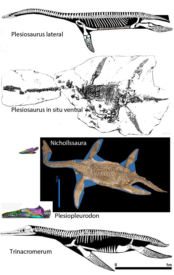 Plesiosaur - Pliosaur transition series
