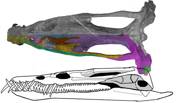 Nothosaurus skull