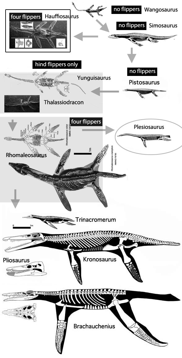 Pliosaur origins