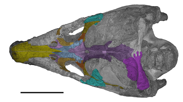 Rhomaleosaurus skull dorsal