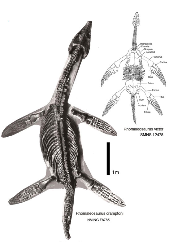 Rhomaleosaurus cromptoni