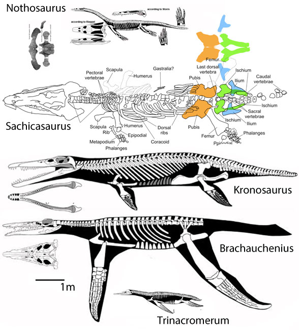Sachicasaurus compared