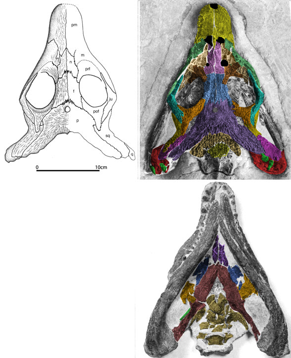 Sinosaurosphargis skull in situ