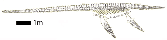 Styxosaurus skeleton reconstruction