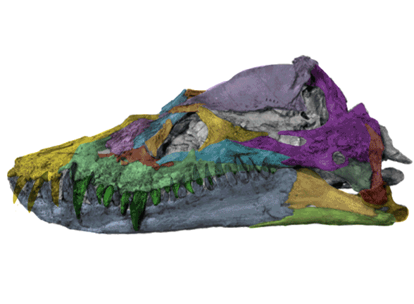 Styxosaurus skull KUVP 1301 through time