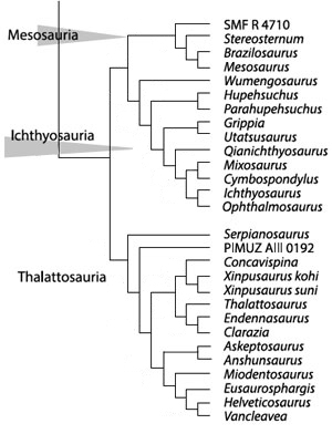 Thalattosauriformes, Mesosauria and Ichthyosauria