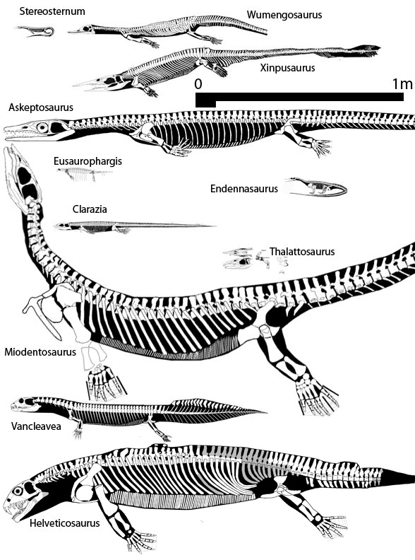 Thalattosaurs