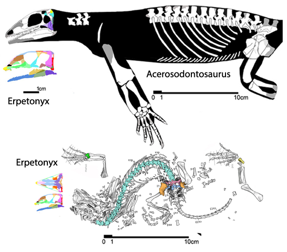 Erpetonyx and Acerosodontosaurus to scale