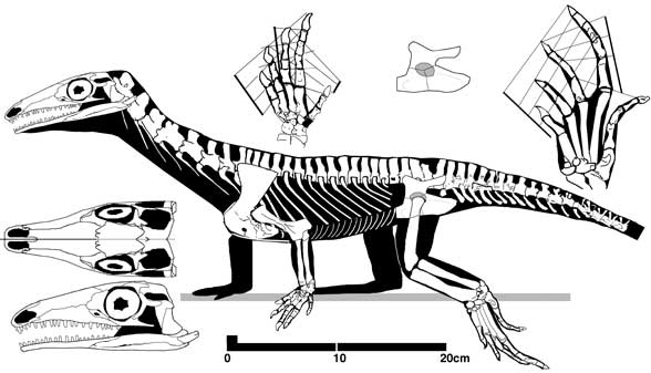 Protorosaurus