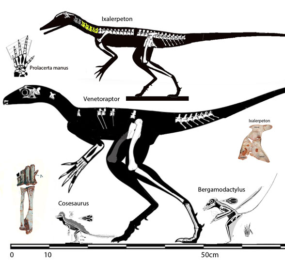 Venetoraptor and Ixalerpeton