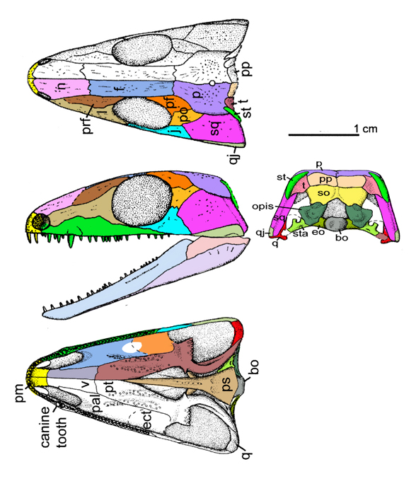 Paleothyris skull