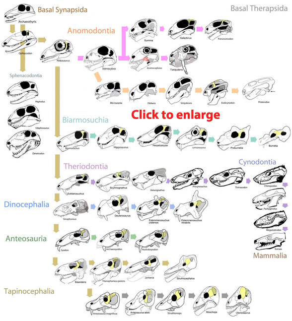 Basal Therapsids