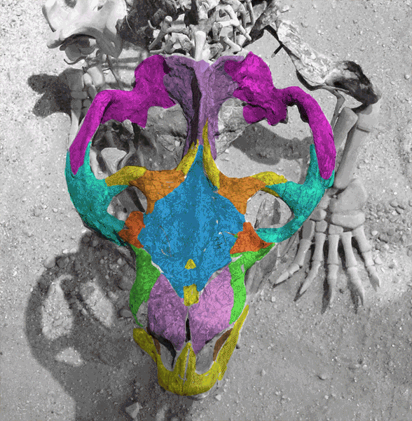 Chiniquodon skull dorsal