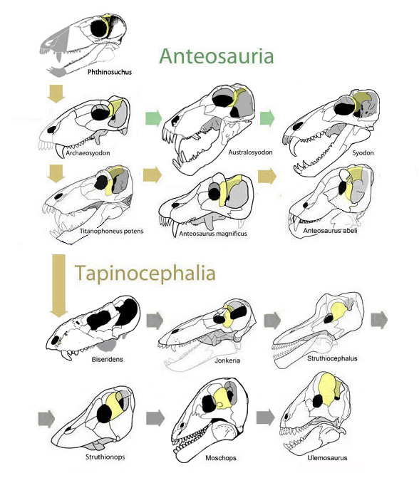 Dinocephalia
