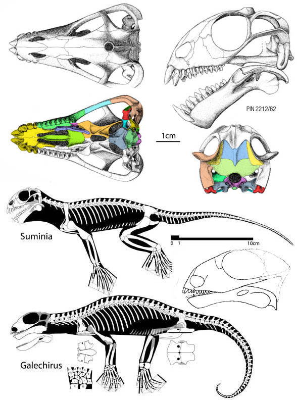 Galechirus and Suminia