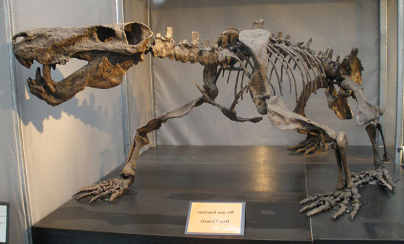 Inostrancevia skeletal mount