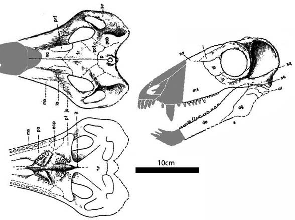 Phthinosuchus