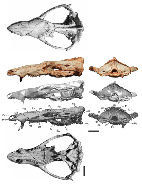 Prozostrodon referred specimen