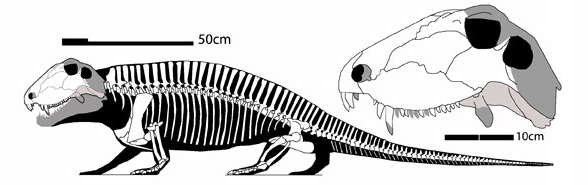 Sphenacodon