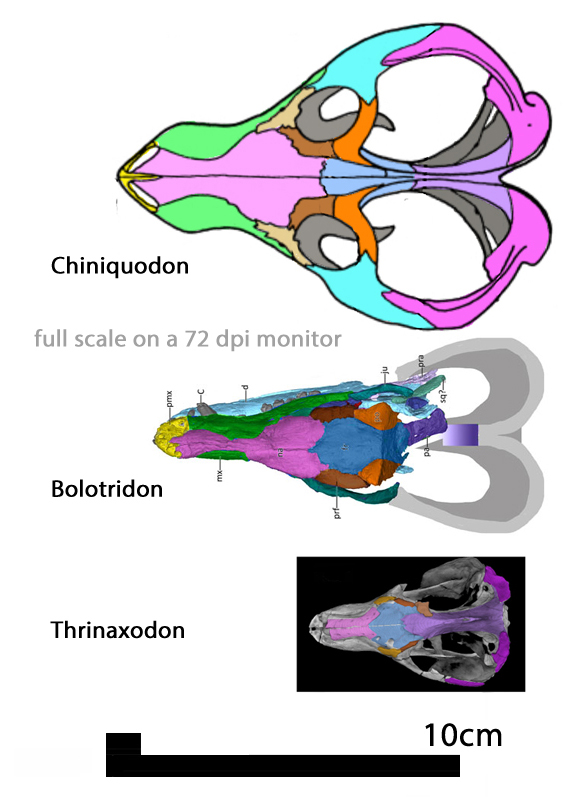 Bolotridon compared to Chiniquodon and Thrinaxodon
