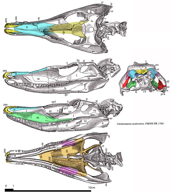 Varanosaurus FMNH PR1760