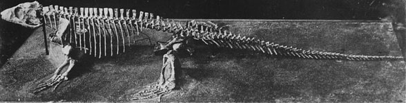 Varanosaurus overall