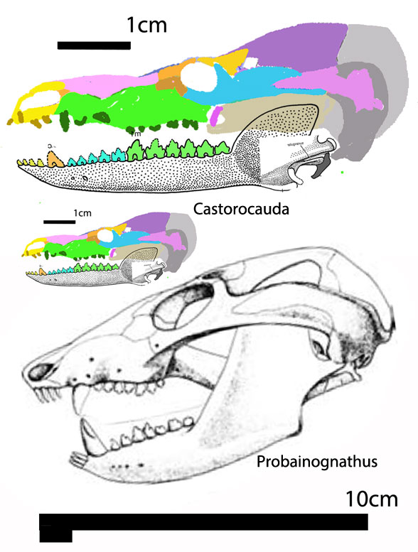 Castorocauda and Probainognathus