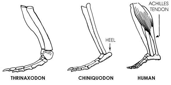 Chiniquodon heel evolution