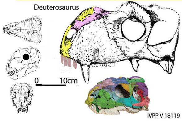 Deuterosaurus