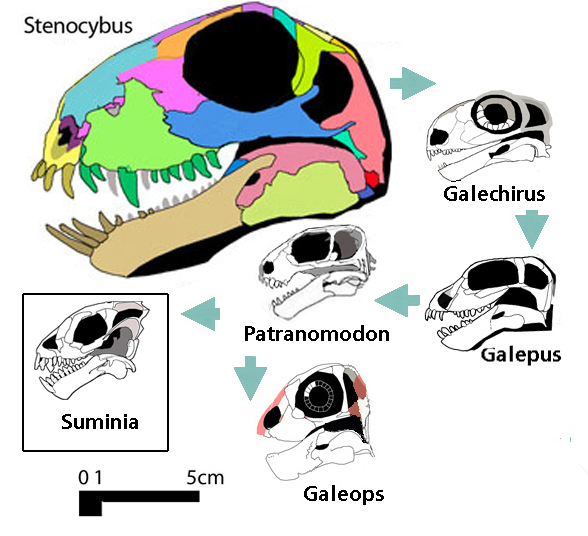 Dromasauria origin